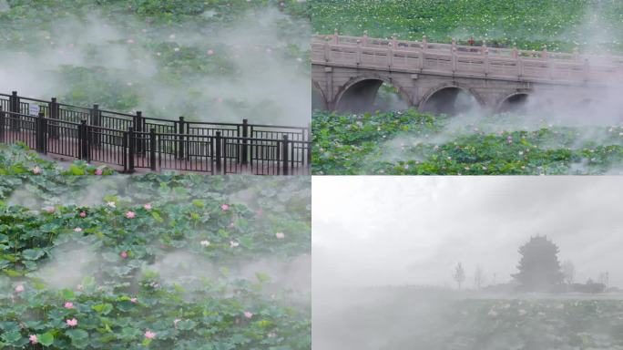 雾气缭绕的荷塘美景