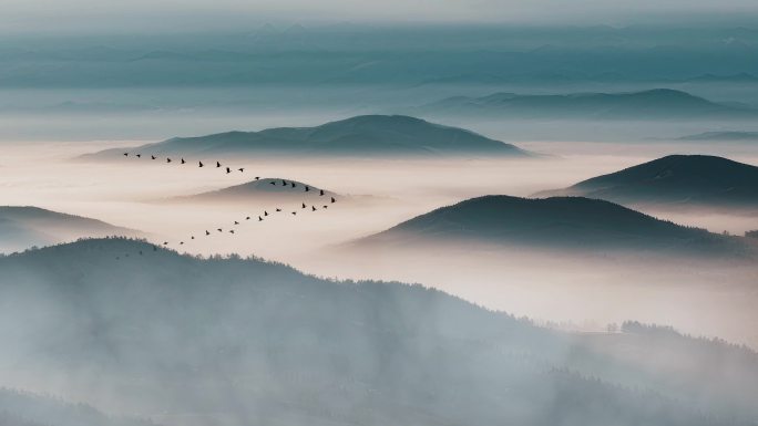 大雁 飞鸟 鸟 大雁南飞 飞鸟意境