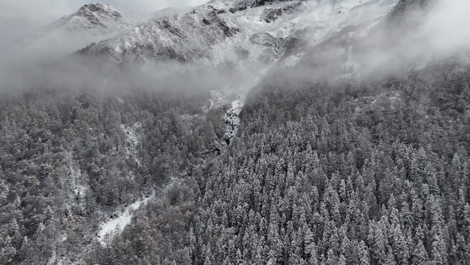 理小路大二普雪山高原松林云海阿坝州航拍