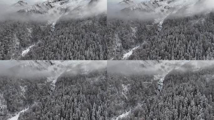 理小路大二普雪山高原松林云海阿坝州航拍
