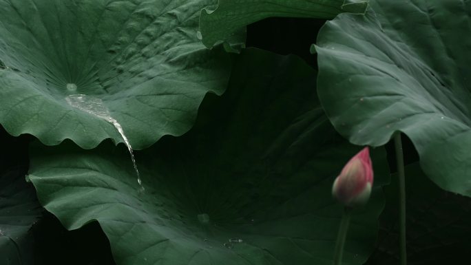 立秋 立秋节气 唯美夏天清新自然治愈风景