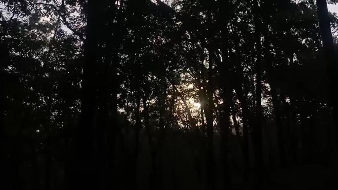 树林剪影与阳光