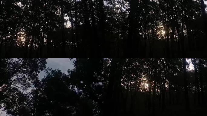 树林剪影与阳光