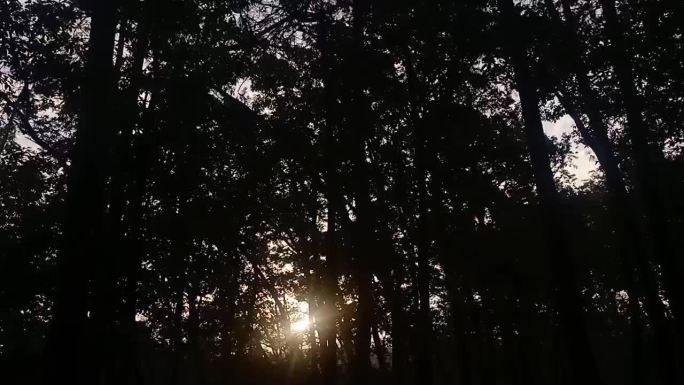 树林光影