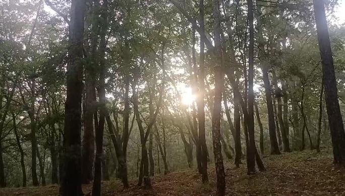 静谧森林的自然光影