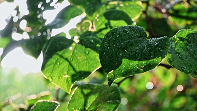 4K30帧可商用雨后树叶的清新逆光