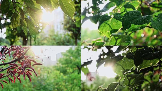 4K30帧可商用雨后树叶的清新逆光