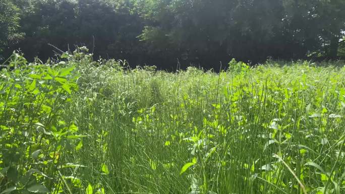 生机勃勃的自然草地