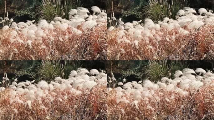 秋天毛茸茸芦苇升格慢动作实拍