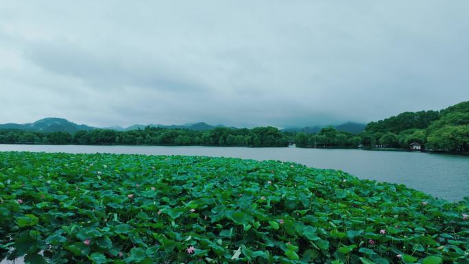 杭州西湖荷叶田田