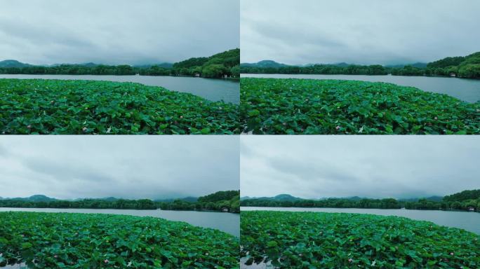 杭州西湖荷叶田田