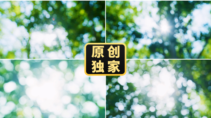阳光树叶树林逆光唯美斑驳光影光斑绿色树影