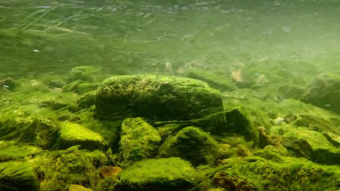 4K水下苔藓岩石生态逆流而上的小鱼带原声