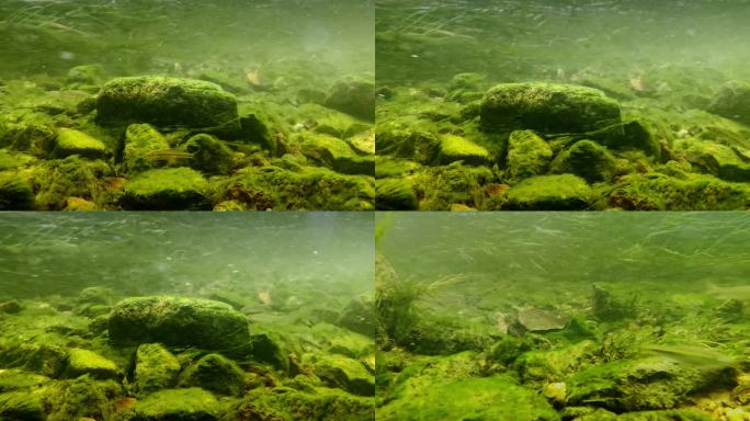 4K水下苔藓岩石生态逆流而上的小鱼带原声