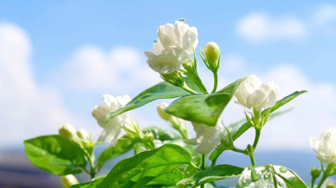 茉莉花2