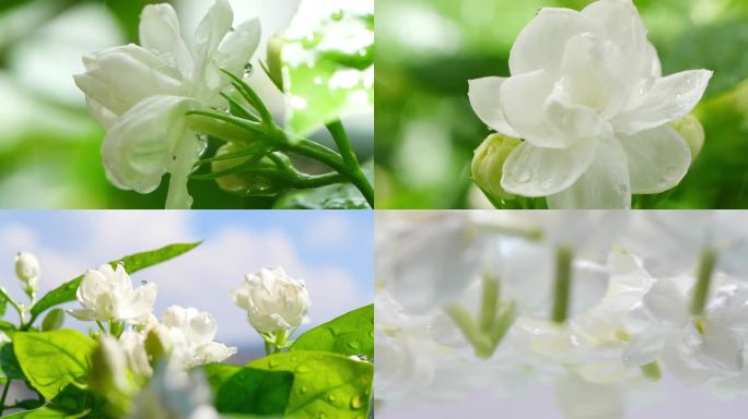 茉莉花2