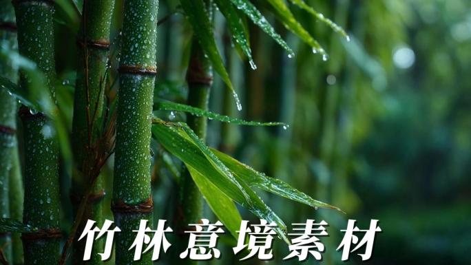 雨后竹林竹林竹叶