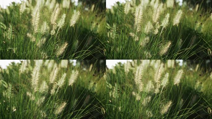 免费4K60帧10秒逆光狗尾草特写空镜