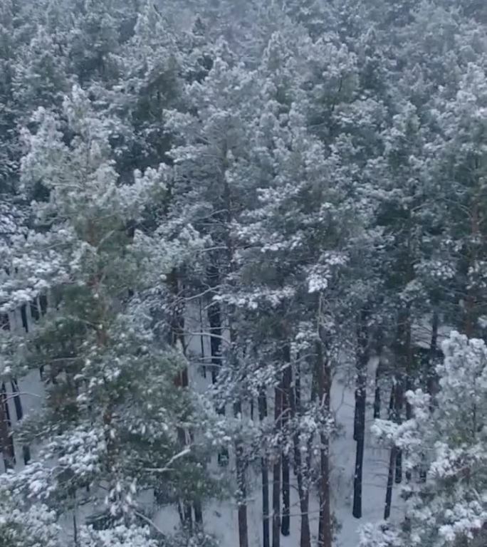 冬季仙境：宁静森林中被雪覆盖的树木景观