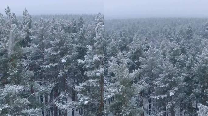 冬季仙境：宁静森林中被雪覆盖的树木景观