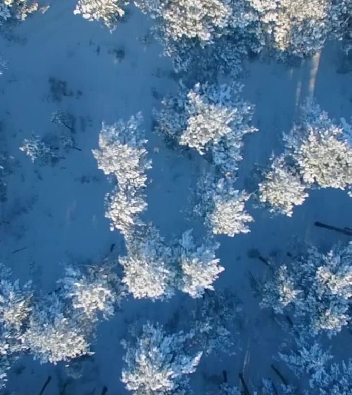 冬季森林航拍视角，展示了宁静景观中的雪覆盖树木。