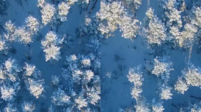 冬季森林航拍视角，展示了宁静景观中的雪覆盖树木。
