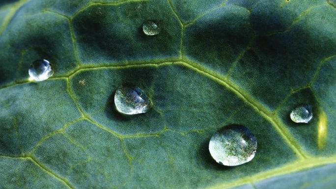 雨滴静静地停留在大绿叶上，营造出宁静的自然环境。