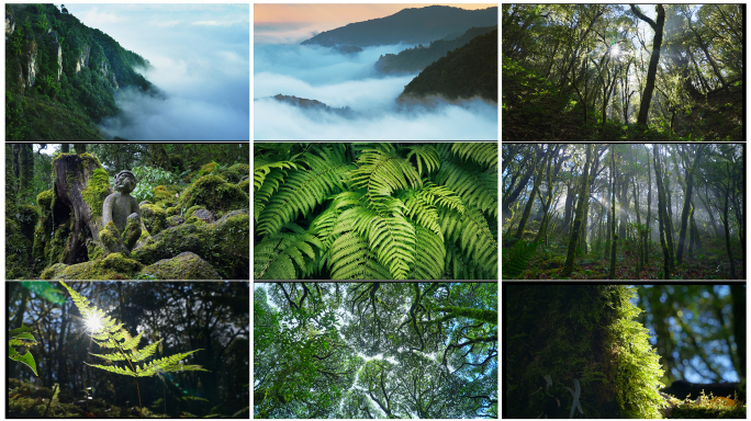 云南哀牢山云海原始森林生态大自然