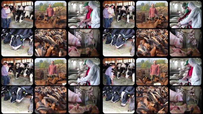 畜牧业 - 分屏视频