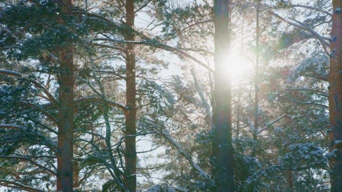 灿烂的阳光优雅地穿过雪-covered的松树，映衬出美丽的冬季风景。