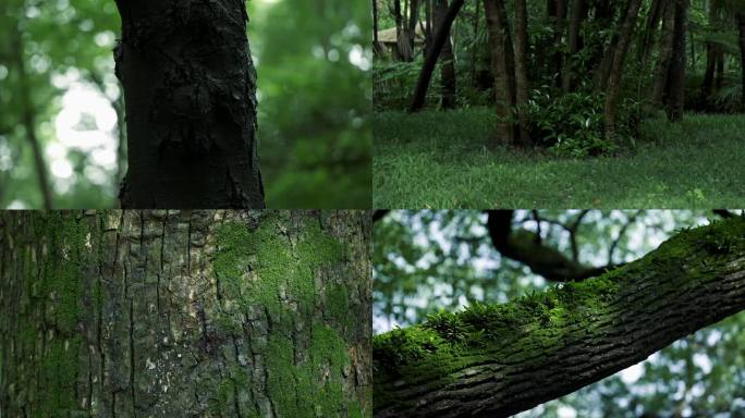 青苔覆盖的树干纹理