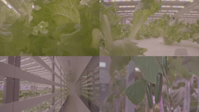 植物工厂视频素材-LOG3