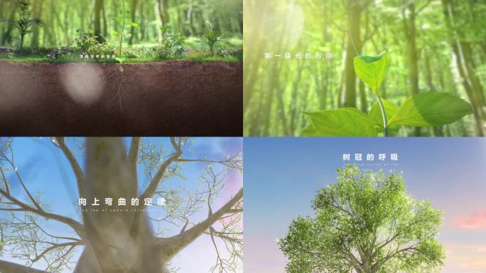 种子萌发与树木生长ae文件