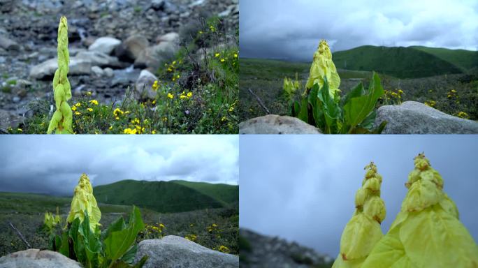 四川雅江高山植物塔黄特写