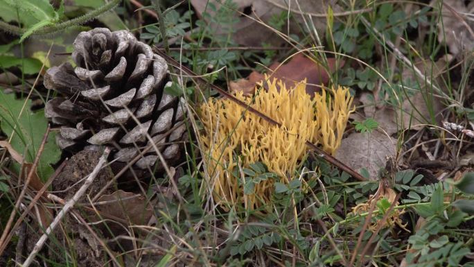 Ramaria stricta。加泰罗尼亚森林，巴塞罗那省。