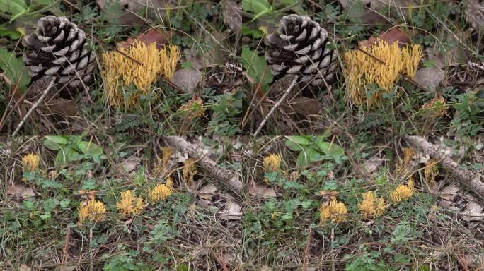 Ramaria stricta。加泰罗尼亚森林，巴塞罗那省。