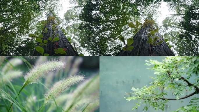仰望森林树木生长森林晨露万物复苏空镜