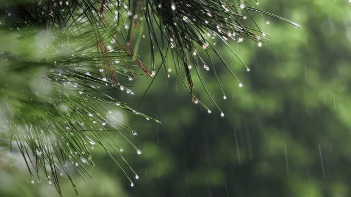 免费4K雨滴落在松树枝上