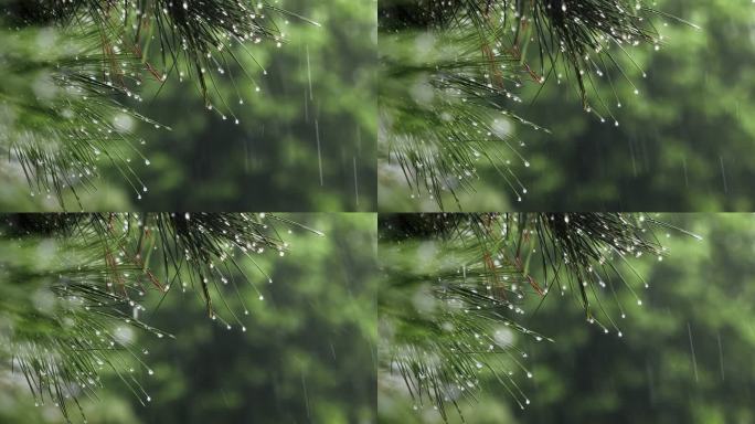 免费4K雨滴落在松树枝上