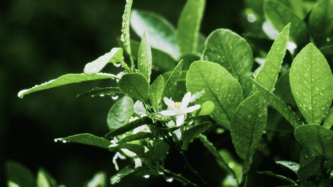 4K暗色背景茶花落雨滴