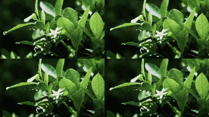 4K暗色背景茶花落雨滴