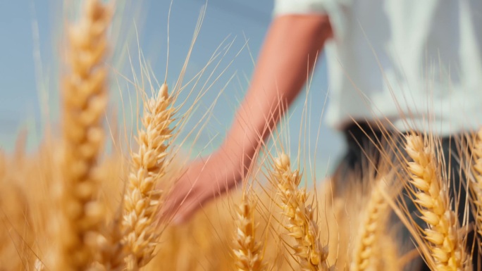 小麦 穿过麦田田野希望的田野秋天夏季秋收