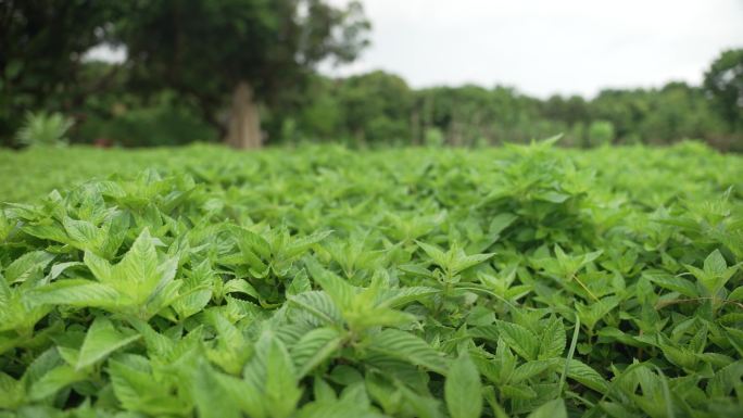 新鲜凉粉草采摘