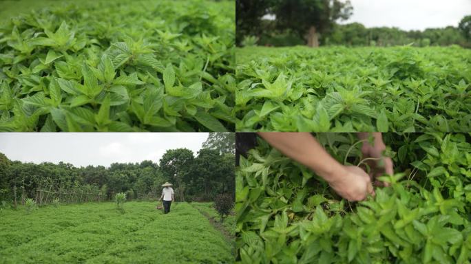 新鲜凉粉草采摘
