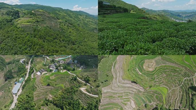 【4K】航拍 柘荣茶山