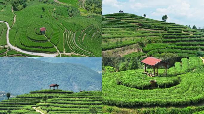 【4K】航拍 柘荣茶山风光