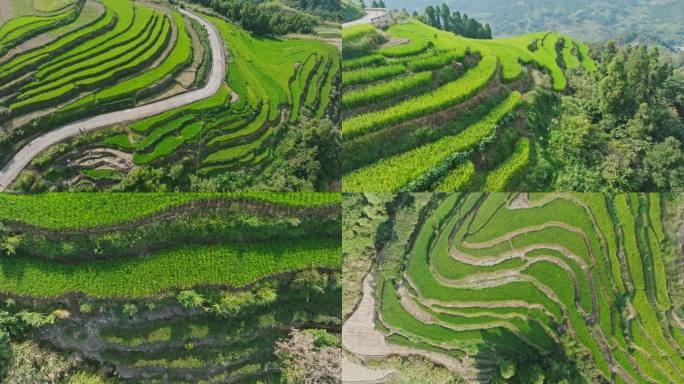 【4K】航拍 柘荣茶山梯田风光