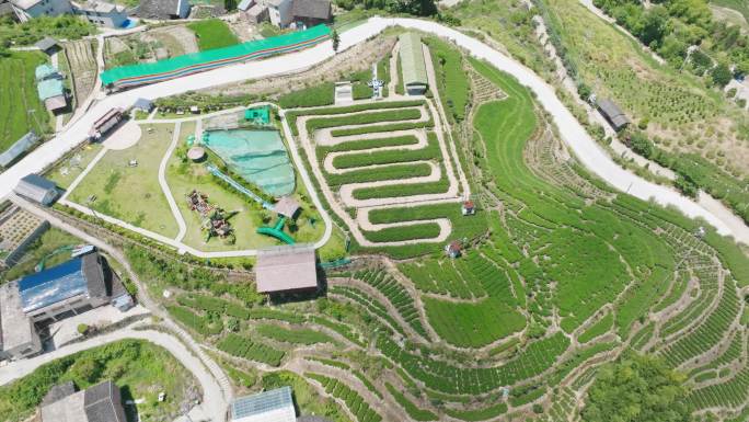 【4K】航拍 柘荣乡村 茶园