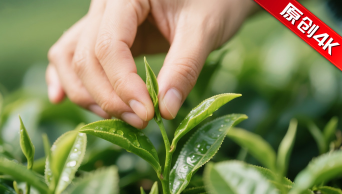 茶 茶叶茶山茶艺茶园采茶茶红茶春茶茶叶茶