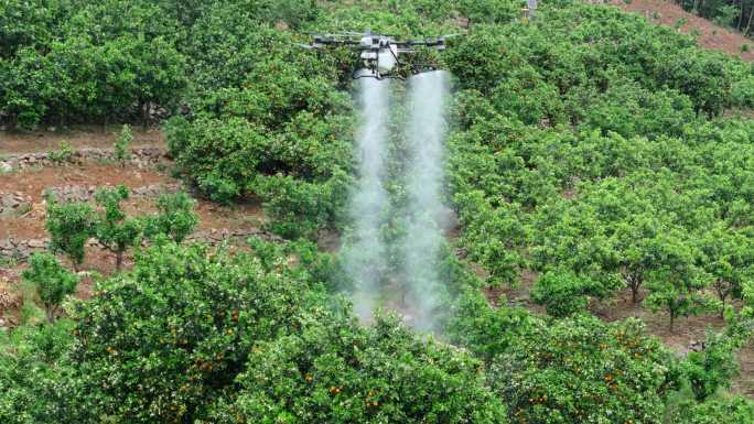 农业植保无人机洒农药柑橘果树